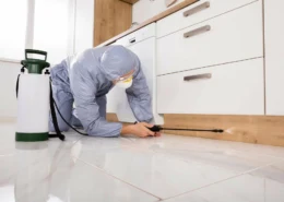 Termite Control Services in Rawalpindi & Islamabad