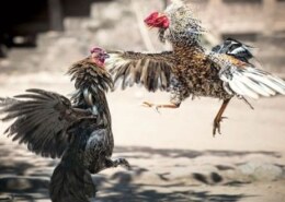 GullyBET Cockfighting Game for Beginners: Tips to Maximize Your Daily Returns