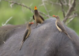 What Are the Safest Ways to Approach Local Wildlife Removal?