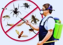 Effective Termite Proofing Service in Lahore for a Safe and Pest-Free Home